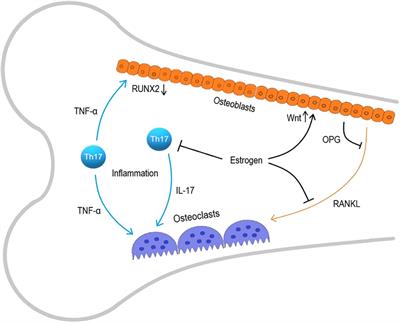 Exosomes as a potential therapeutic approach in osteoimmunology